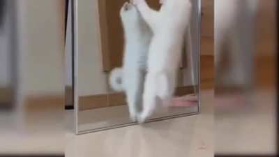 Kung-fu kitten