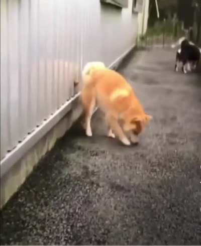 Bomb Has Been Planted