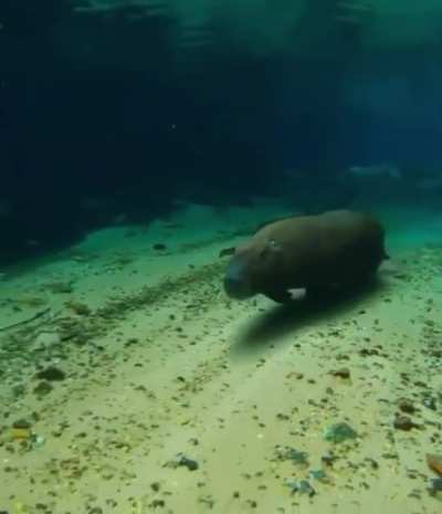 ? Capybara running underwater ?