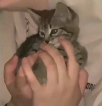 A baby kitten...