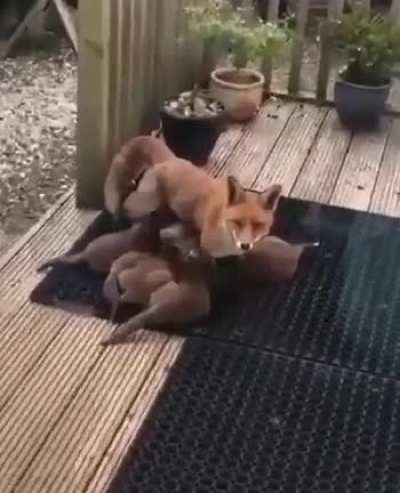 "Nothing to see here. Just a good red fox mom doing her job"