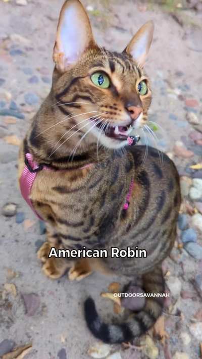 ?Cat mimicking other animals