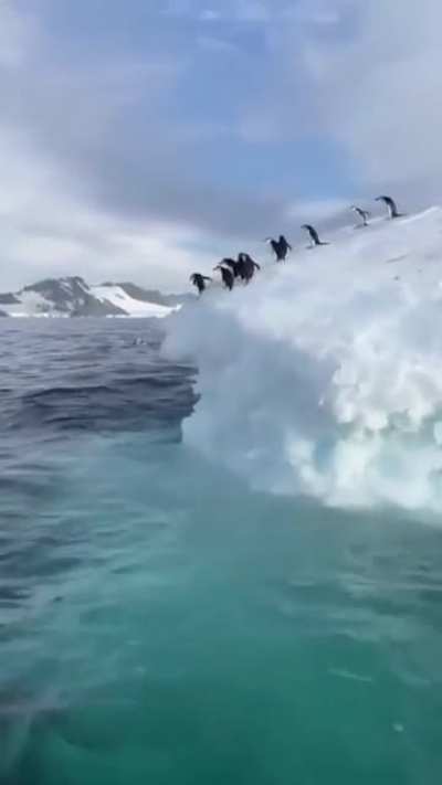 ? Raft of Penguins diving into the sea.