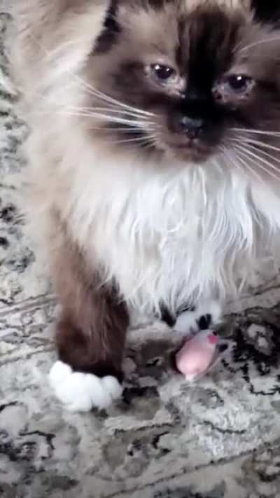 My old lady Olive