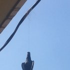 Never expected to see something like this in my balcony.