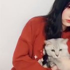 More cats reacting to cat face filter