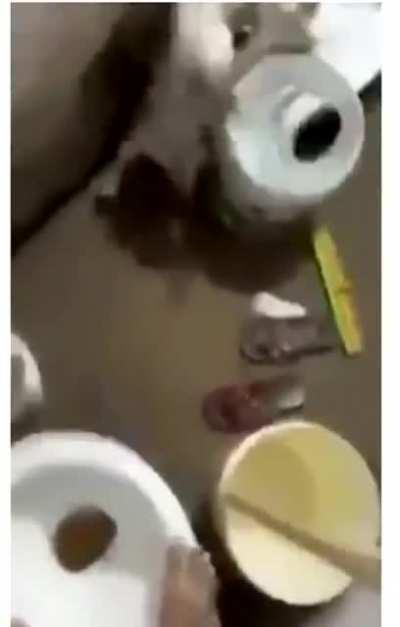 Terrified boy vs cat vs rat