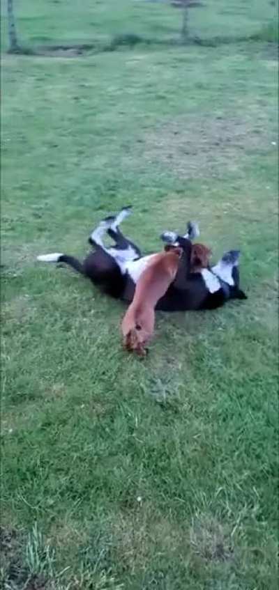 I was trying to get a video of how sweet my dog is when he plays with little dogs, and omg... keep your eye on the weiner dog. ?