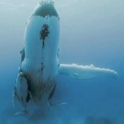 ? A whale and her calf