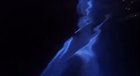 ? Dolphins swimming in bioluminescence ?