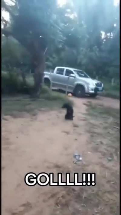 To celebrate a gol