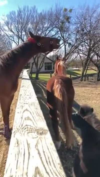 Just hold your horses✋?