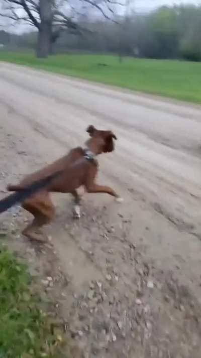 Donkey had me ?