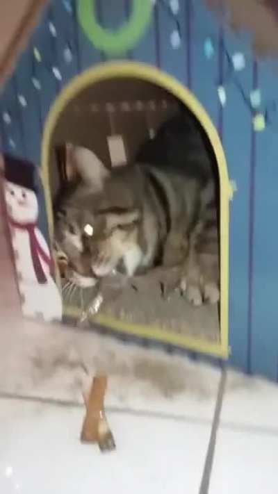 MEOW?IRL