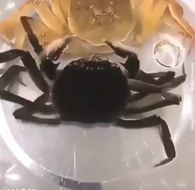 ? This crab in the process of molting.