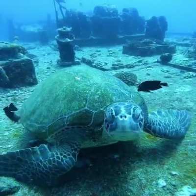 ? Turtle chilling on the floor while fish clean its shell!