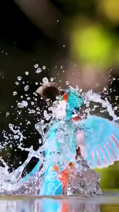 A beautiful kingfisher and a beautiful shot
