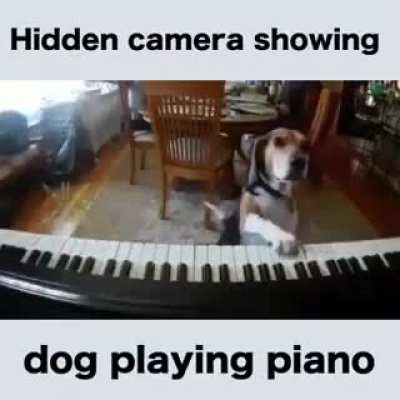When a dog has more skills playing a piano than you ?