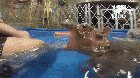 Baby Hippo