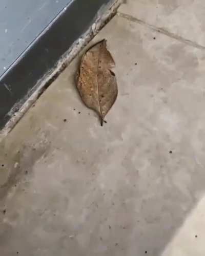 ? Indian oakleaf butterfly exhibiting camouflage( Kallima Inachus)