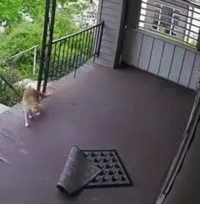 Cat gets spooked