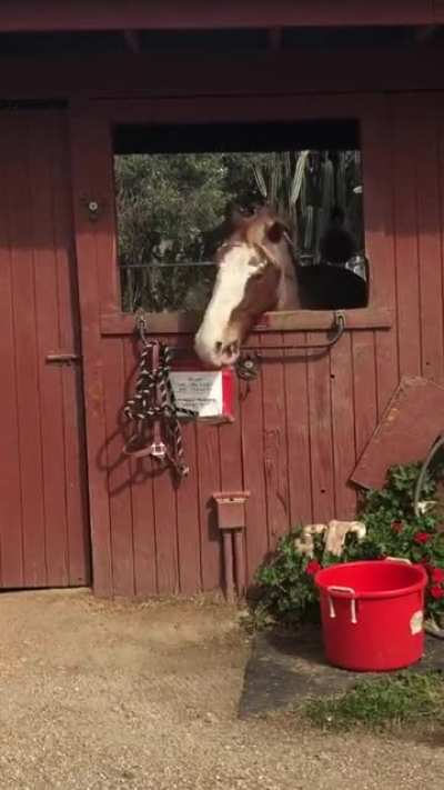 "Lal lal lal lal lal!" - Blaze the horse.