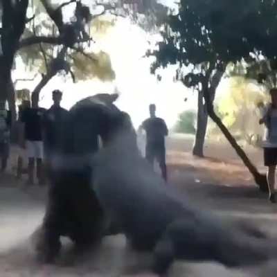 ? Massive Komodo dragons fighting