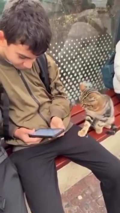 This cat made a new friend at the bus stop, had to test the vibes first! ?