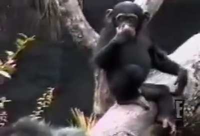 Silly monkey