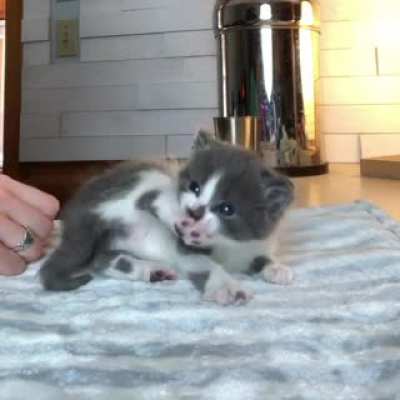 Tickle my belly