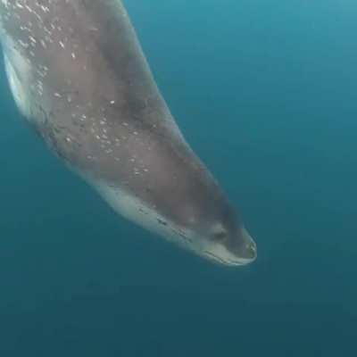 ? Scuba diver meets a curious Leopard Seal ?