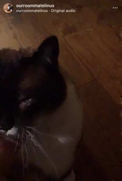 Linus, the cutest chonky squeaker ?