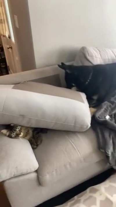 "Are you seeing this??"