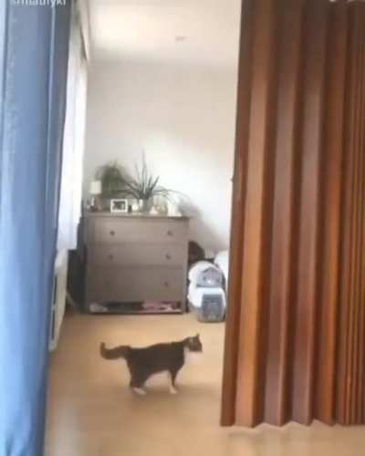 Drifting cat