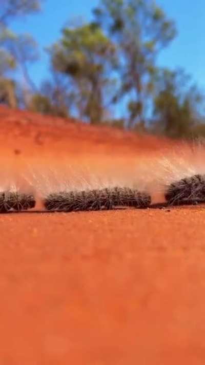 ? These are Processionary caterpillars. They follow each other, single file head to tail, using chemical cues searching for soft soil in which to pupate.