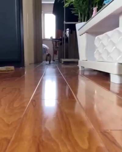 MEOW_IRL