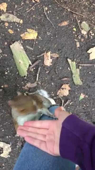Charming squirrel