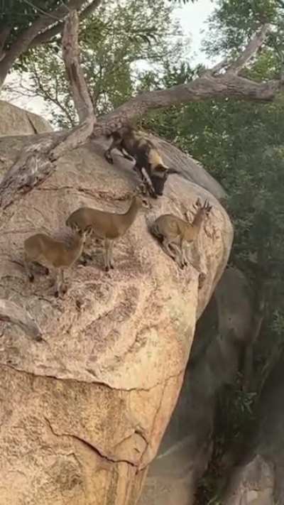 ? Mountain Deer versus Wild Dogs