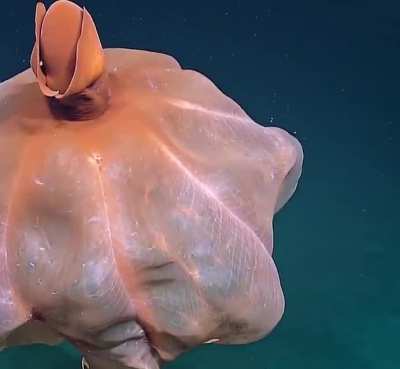 ? Incredible moment octopus uses its skin to expand in size to scare away predators.