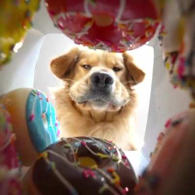 What the donuts see when you’re trying to make your choice
