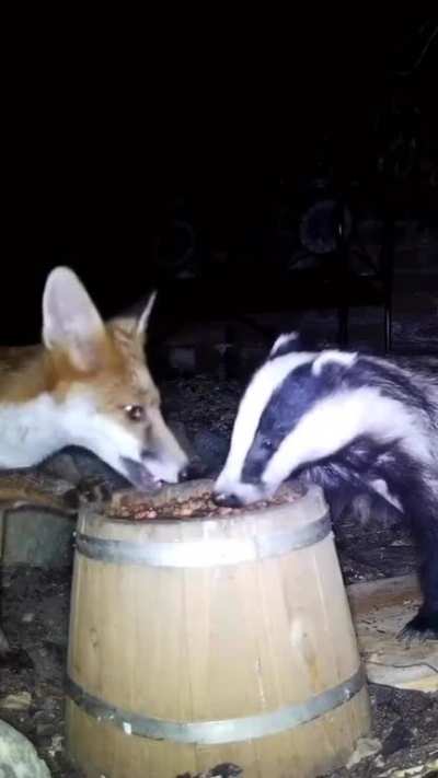 For those of you who read the book "The fantastic Mr Fox" here's a video of a fox and a badger sharing a meal together
