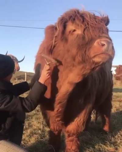 ? This is Dólaidh, the handsome teddy bear of a highland cow in Donegal, Ireland.