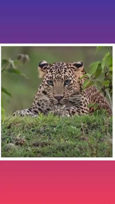 Photographer catches intense moment a leopard watching him?... What do you Do if you are there...?