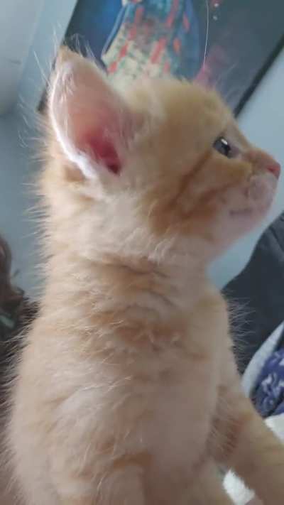 Princess Peach demands milkies
