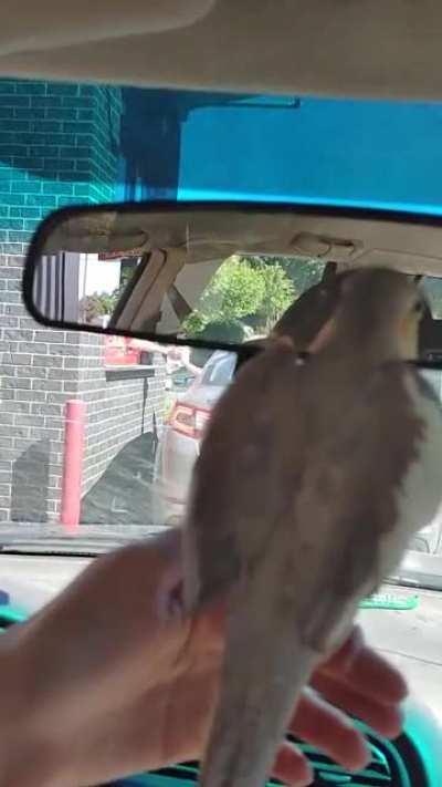 Beepbirb