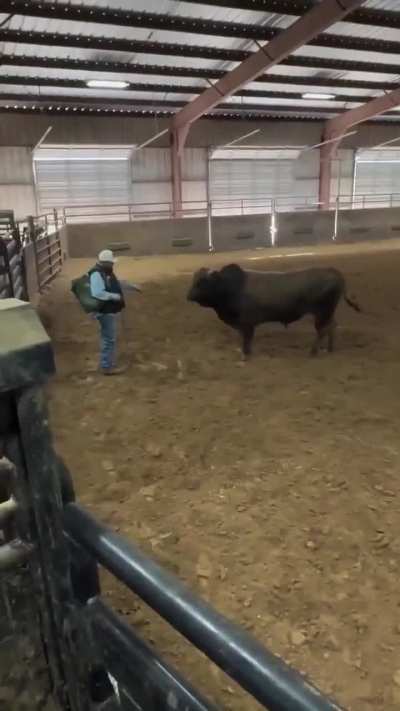 Bull recognizes the man who raised him, gets a tail wag.