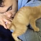 Cute kitty