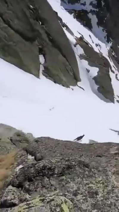 Goat thing booking it down the slopes