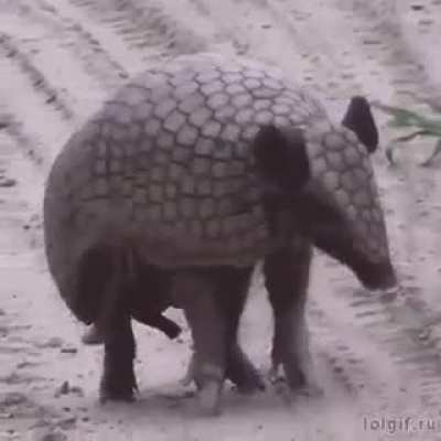 ? One of the oldest inhabitants of the planet - armadillos.