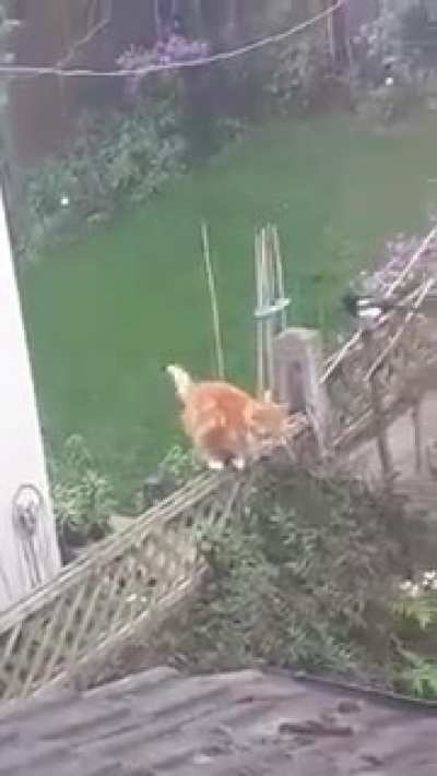 Smart birds.